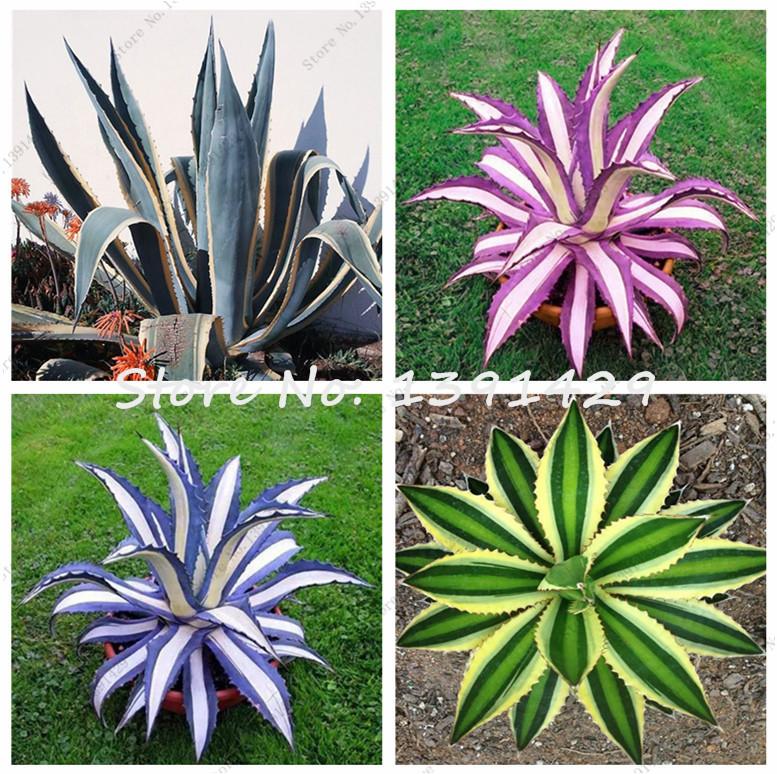 Agave Seeds Rare Succulent Seeds Cactus Sementes Balcony Bonsai