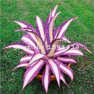 Agave Seeds Rare Succulent Seeds Cactus Sementes Balcony Bonsai