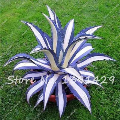 Agave Seeds Rare Succulent Seeds Cactus Sementes Balcony Bonsai