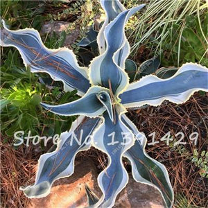 Agave Seeds Rare Succulent Seeds Cactus Sementes Balcony Bonsai