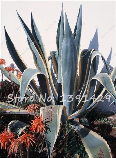 Agave Seeds Rare Succulent Seeds Cactus Sementes Balcony Bonsai