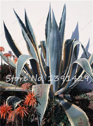 Agave Seeds Rare Succulent Seeds Cactus Sementes Balcony Bonsai