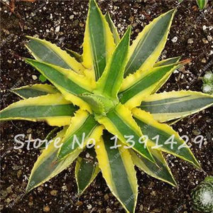 Agave Seeds Rare Succulent Seeds Cactus Sementes Balcony Bonsai
