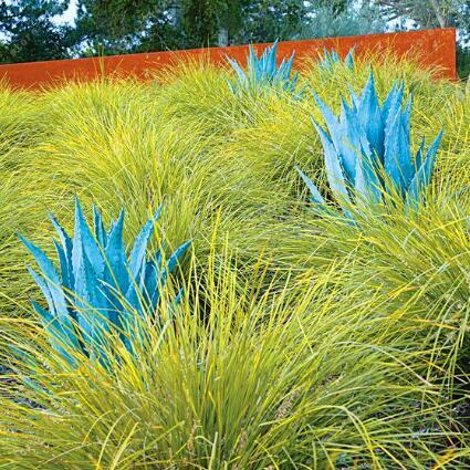 Agave Seeds Rare Succulent Seeds Cactus Sementes Balcony Bonsai