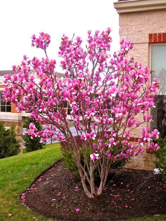 Magnolia seeds beautiful flower tree seeds magnolia plants in pot or ourdoor plant for home garden
