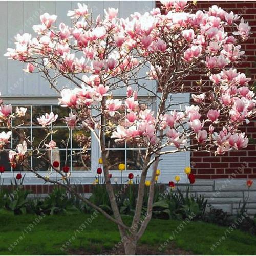 Magnolia seeds beautiful flower tree seeds magnolia plants in pot or ourdoor plant for home garden