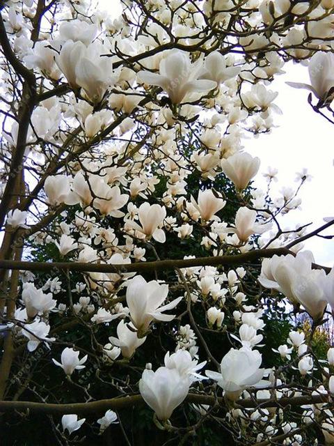 Magnolia seeds beautiful flower tree seeds magnolia plants in pot or ourdoor plant for home garden