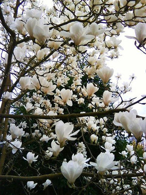 Magnolia seeds beautiful flower tree seeds magnolia plants in pot or ourdoor plant for home garden
