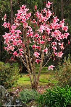 Magnolia seeds beautiful flower tree seeds magnolia plants in pot or ourdoor plant for home garden