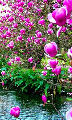 Magnolia seeds beautiful flower tree seeds magnolia plants in pot or ourdoor plant for home garden