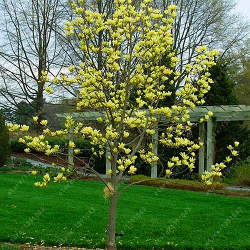 Magnolia seeds beautiful flower tree seeds magnolia plants in pot or ourdoor plant for home garden