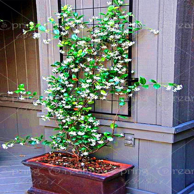 Are climbing Jasmine flower seeds white jasmine
