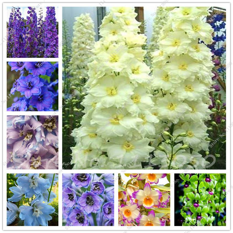 Rhynchostylis Rare Phalaenopsis Orchid-seedlings Garden & Home