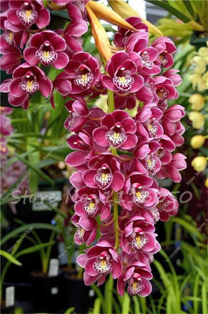 Rhynchostylis Rare Phalaenopsis Orchid-seedlings Garden & Home