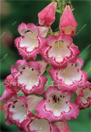 Rhynchostylis Rare Phalaenopsis Orchid-seedlings Garden & Home