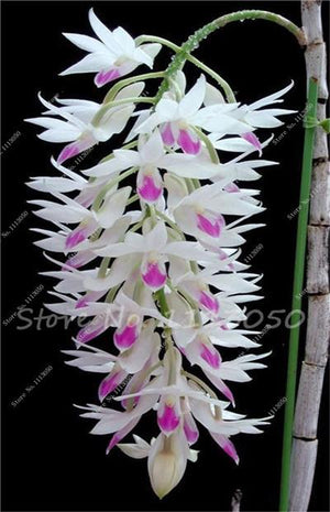 Rhynchostylis Rare Phalaenopsis Orchid-seedlings Garden & Home