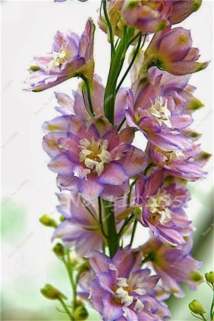 Rhynchostylis Rare Phalaenopsis Orchid-seedlings Garden & Home