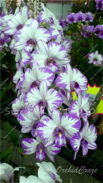 Rhynchostylis Rare Phalaenopsis Orchid-seedlings Garden & Home