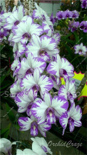 Rhynchostylis Rare Phalaenopsis Orchid-seedlings Garden & Home