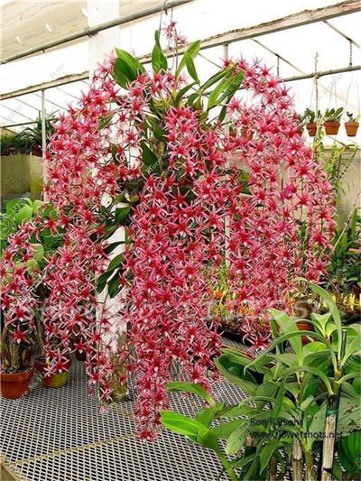 Rhynchostylis Rare Phalaenopsis Orchid-seedlings Garden & Home
