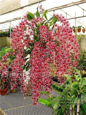 Rhynchostylis Rare Phalaenopsis Orchid-seedlings Garden & Home