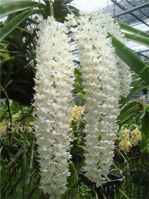 Rhynchostylis Rare Phalaenopsis Orchid-seedlings Garden & Home