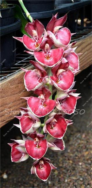 Rhynchostylis Rare Phalaenopsis Orchid-seedlings Garden & Home