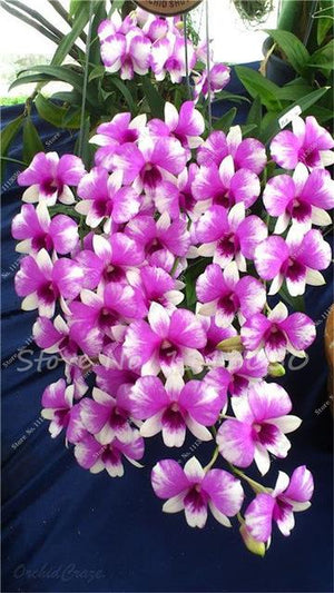 Rhynchostylis Rare Phalaenopsis Orchid-seedlings Garden & Home