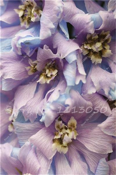Rhynchostylis Rare Phalaenopsis Orchid-seedlings Garden & Home