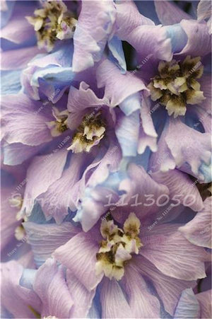 Rhynchostylis Rare Phalaenopsis Orchid-seedlings Garden & Home