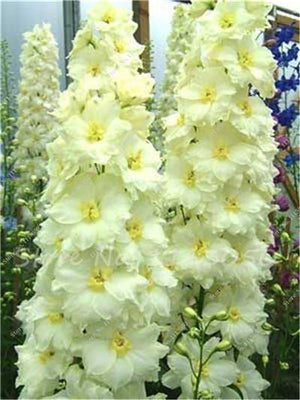 Rhynchostylis Rare Phalaenopsis Orchid-seedlings Garden & Home