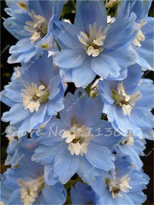 Rhynchostylis Rare Phalaenopsis Orchid-seedlings Garden & Home