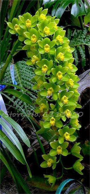 Rhynchostylis Rare Phalaenopsis Orchid-seedlings Garden & Home