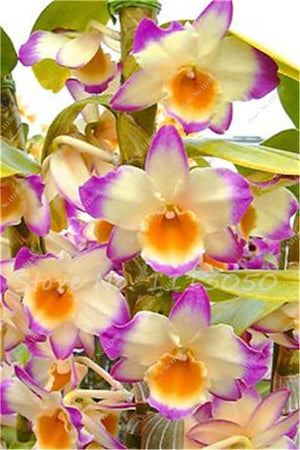 Rhynchostylis Rare Phalaenopsis Orchid-seedlings Garden & Home