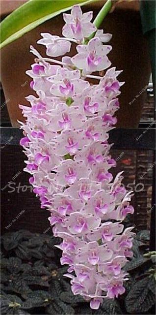 Rhynchostylis Rare Phalaenopsis Orchid-seedlings Garden & Home
