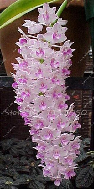 Rhynchostylis Rare Phalaenopsis Orchid-seedlings Garden & Home