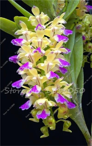 Rhynchostylis Rare Phalaenopsis Orchid-seedlings Garden & Home