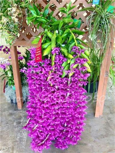 Rhynchostylis Rare Phalaenopsis Orchid-seedlings Garden & Home