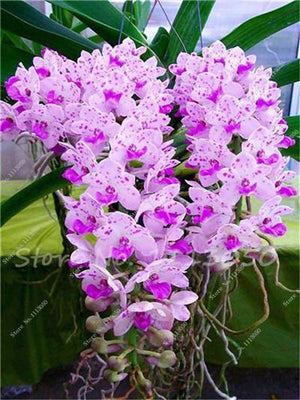 Rhynchostylis Rare Phalaenopsis Orchid-seedlings Garden & Home