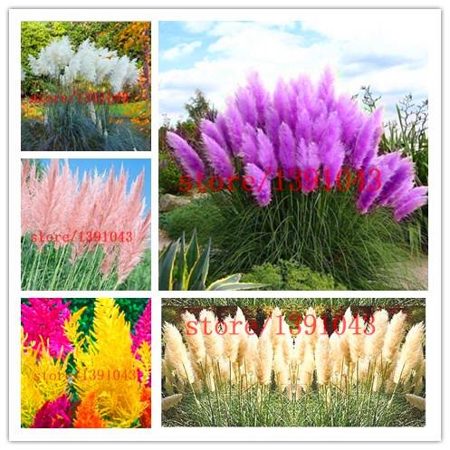 Grass Seeds Ornamental  Cortaderia Selloana Grass flower seeds for home garden