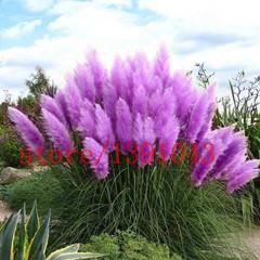 Grass Seeds Ornamental  Cortaderia Selloana Grass flower seeds for home garden