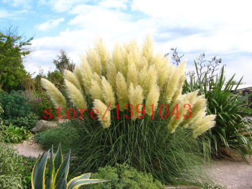 Grass Seeds Ornamental  Cortaderia Selloana Grass flower seeds for home garden