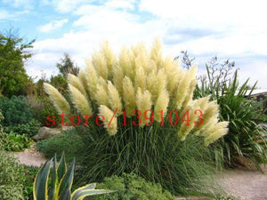 Grass Seeds Ornamental  Cortaderia Selloana Grass flower seeds for home garden