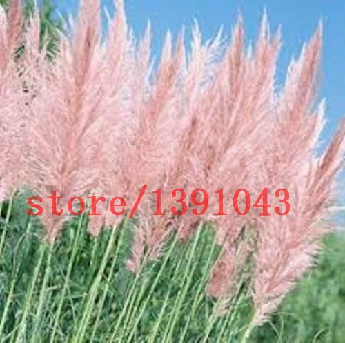 Grass Seeds Ornamental  Cortaderia Selloana Grass flower seeds for home garden