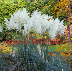 Grass Seeds Ornamental  Cortaderia Selloana Grass flower seeds for home garden
