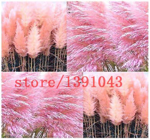 Grass Seeds Ornamental  Cortaderia Selloana Grass flower seeds for home garden