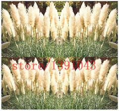 Grass Seeds Ornamental  Cortaderia Selloana Grass flower seeds for home garden