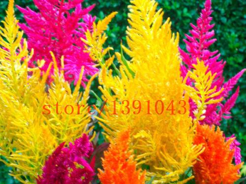 Grass Seeds Ornamental  Cortaderia Selloana Grass flower seeds for home garden