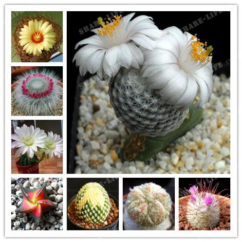 8 Kinds Of Mixed Juicy Cactus Seed Plants Bonsai Plant Homes Gardening