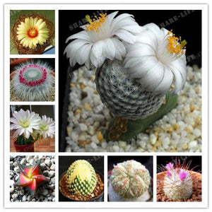 8 Kinds Of Mixed Juicy Cactus Seed Plants Bonsai Plant Homes Gardening